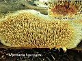 Mycoacia fuscoatra-amf114
